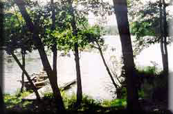 View from screened porch of Juniper